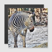 Painted Zebra 11218 (Front/Back)