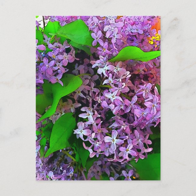 Painterly lilacs postcard (Front)