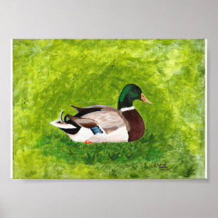 Painting of Mallard Duck Sitting in Grass Posters