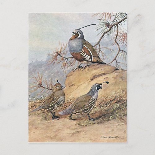 Painting of two different Quail species by Allan Postcard