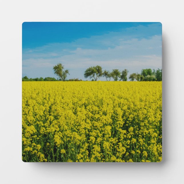 Painting of yellow flowers field plaque (Front)