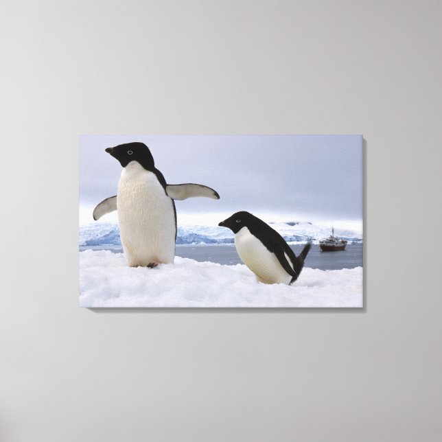 Pair Adelie penguins Antarctica Canvas Print (Front)
