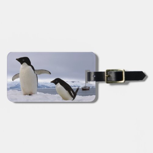 Pair Adelie penguins Antarctica Luggage Tag