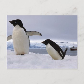 Pair Adelie Penguins Antarctica Postcard by theworldofanimals at Zazzle