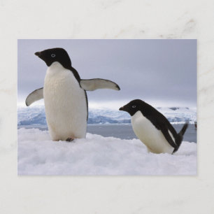 Pair Adelie penguins Antarctica Postcard