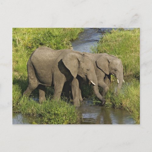 Pair of African Elephants feeding Masai Mara Postcard