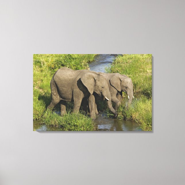 Pair of African Elephants Masai Mara Canvas Print (Front)