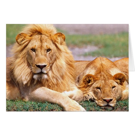 Pair of African Lions, Panthera leo, Tanzania (Front Horizontal)