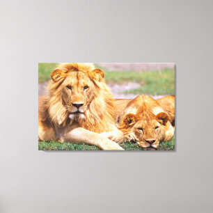 Pair of African Lions, Panthera leo, Tanzania Canvas Print