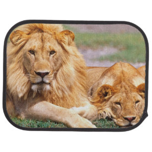 Pair of African Lions, Panthera leo, Tanzania Car Mat