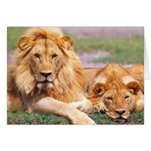 Pair of African Lions, Panthera leo, Tanzania Cards