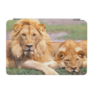 Pair of African Lions, Panthera leo, Tanzania iPad Mini Cover