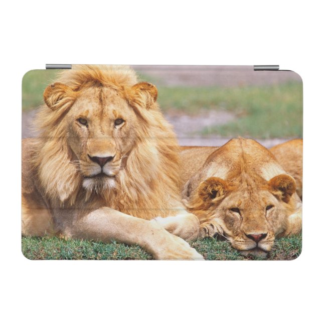 Pair of African Lions, Panthera leo, Tanzania iPad Mini Cover (Horizontal)