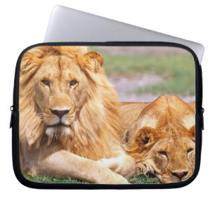 Pair of African Lions, Panthera leo, Tanzania Laptop Sleeve