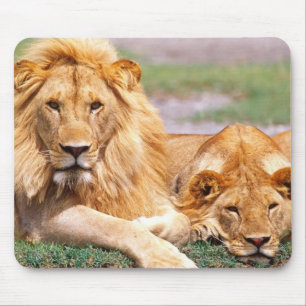 Pair of African Lions, Panthera leo, Tanzania Mouse Pad