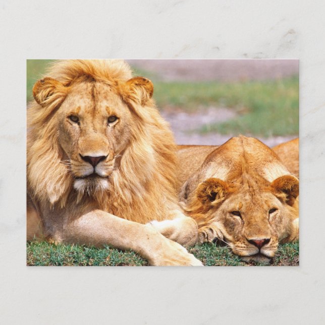 Pair of African Lions, Panthera leo, Tanzania Postcard (Front)