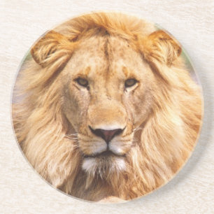 Pair of African Lions, Panthera leo, Tanzania Sandstone Coaster