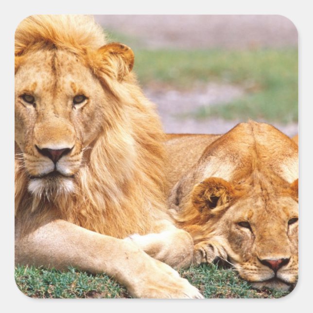Pair of African Lions, Panthera leo, Tanzania Square Sticker (Front)