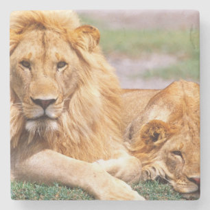 Pair of African Lions, Panthera leo, Tanzania Stone Coaster