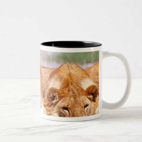Pair of African Lions Panthera leo Tanzania Two_Tone Coffee Mug