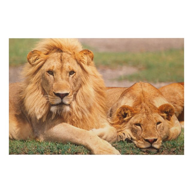 Pair of African Lions, Panthera leo, Tanzania Wood Wall Art (Front)