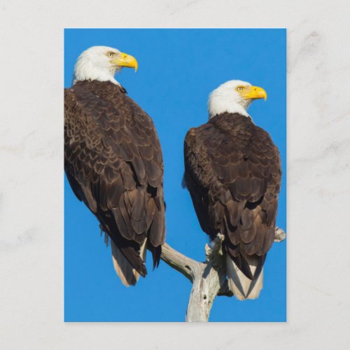 Pair of Bald eagles Haliaeetus Leucocephalus Postcard