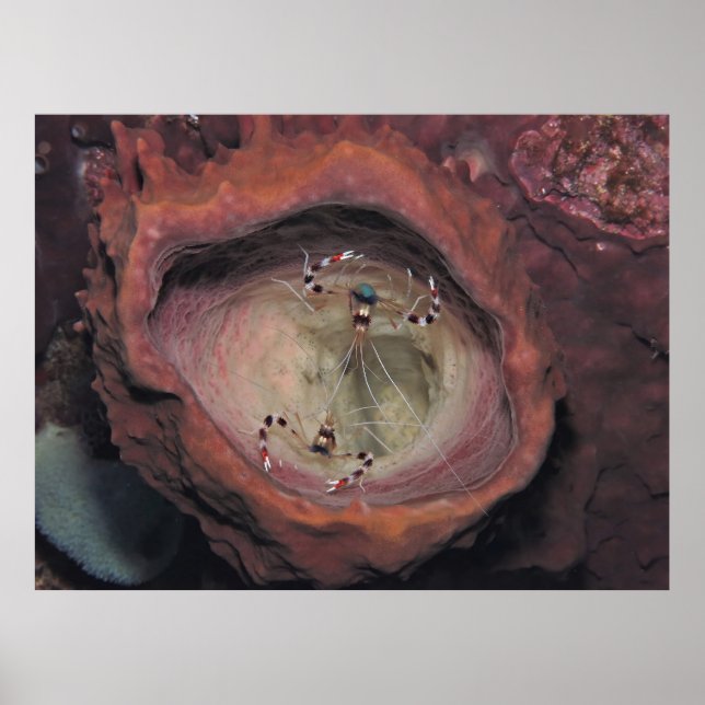 Pair of Banded Cleaner Shrimp Poster (Front)