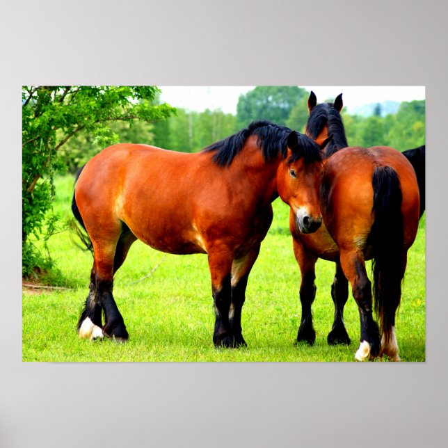 Pair Of Bay Polish Bred Horses | Green Landscape Poster (Front)