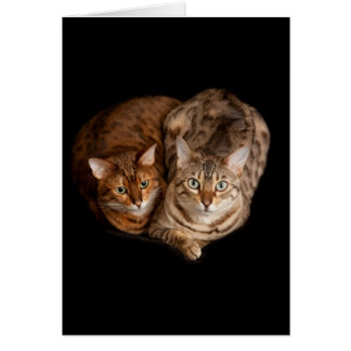 Pair of bengal kittens cards