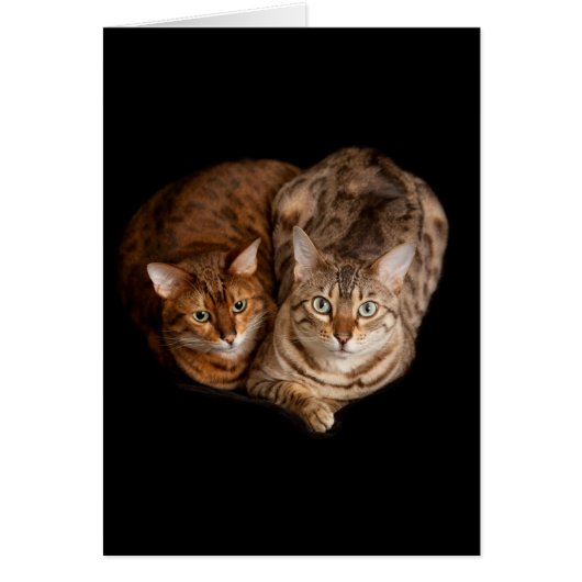 Pair of bengal kittens cards (Front)