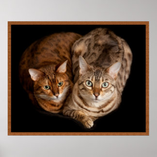 Pair of Bengal Kittens Poster