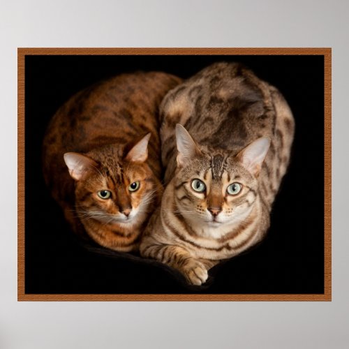 Pair of Bengal Kittens Poster