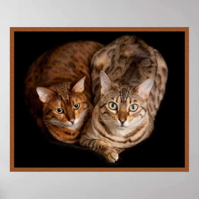 Pair of Bengal Kittens Poster (Front)