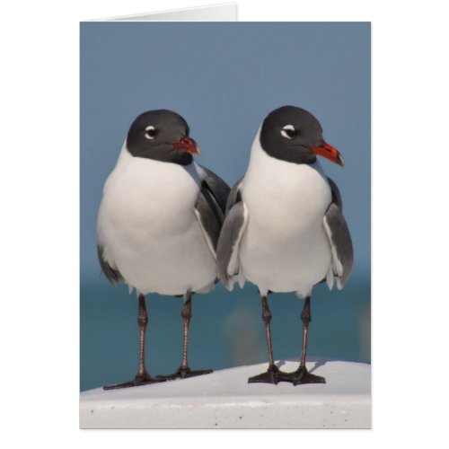 Pair of Black Headed Gulls