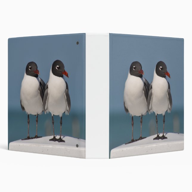 Pair of Black Headed Gulls 3 Ring Binder (Background)