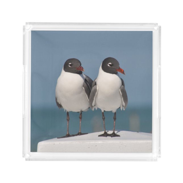 Pair of Black Headed Gulls Acrylic Tray (Front)