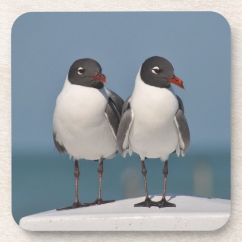 Pair of Black Headed Gulls Beverage Coaster