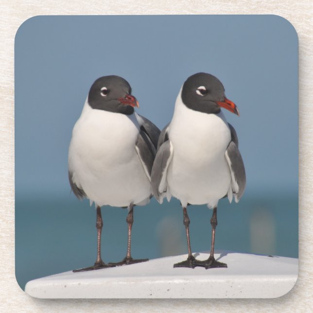 Pair of Black Headed Gulls Beverage Coaster (Front)