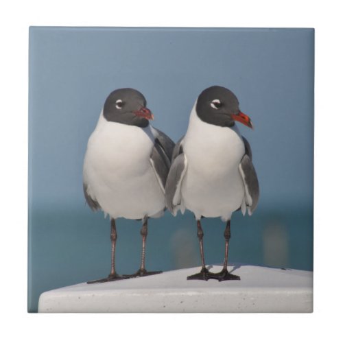 Pair of Black Headed Gulls Ceramic Tile