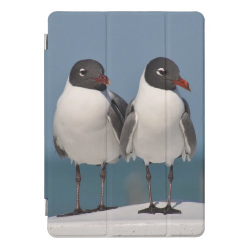 Pair of Black Headed Gulls iPad Pro Cover
