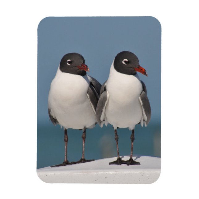 Pair of Black Headed Gulls Magnet (Vertical)