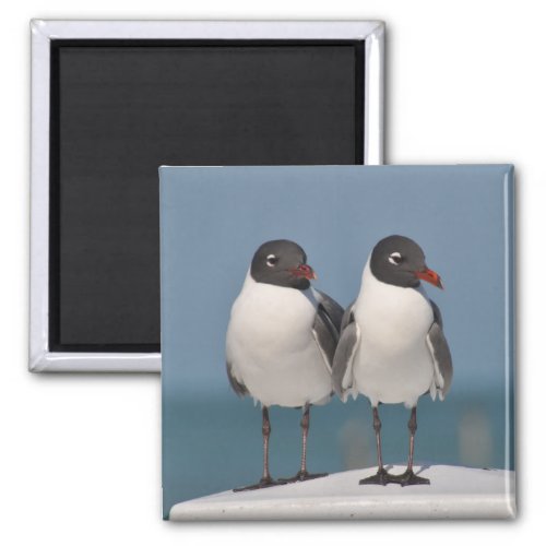 Pair of Black Headed Gulls Magnet