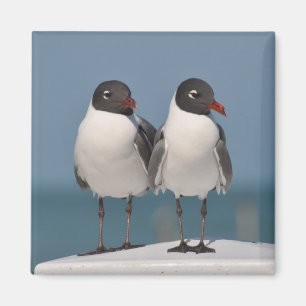 Pair of Black Headed Gulls Magnet