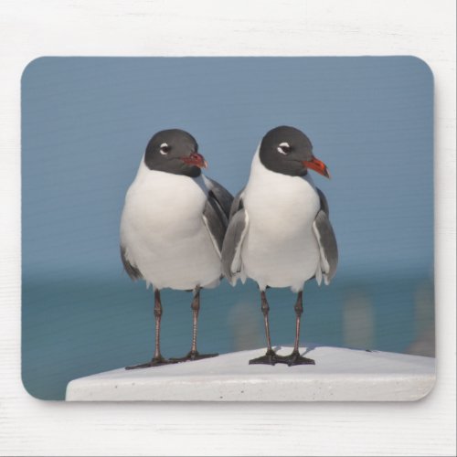Pair of Black Headed Gulls Mouse Pad