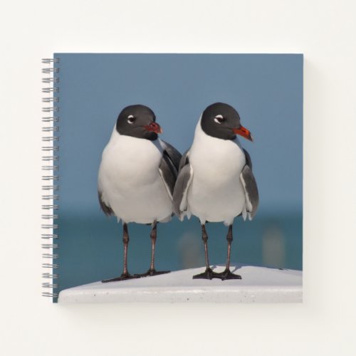 Pair of Black Headed Gulls Notebook