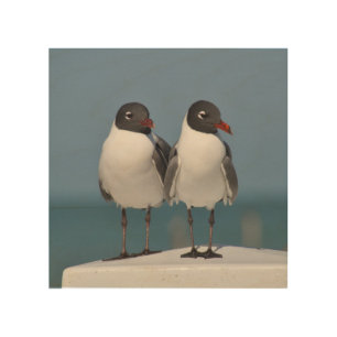 Pair of Black Headed Gulls Wood Wall Art