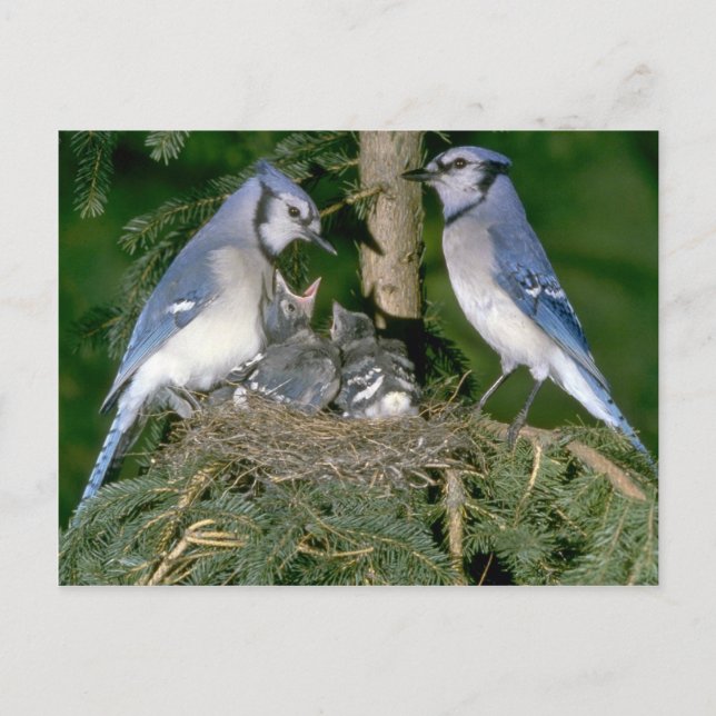 Pair of Blue Jays with young Postcard (Front)