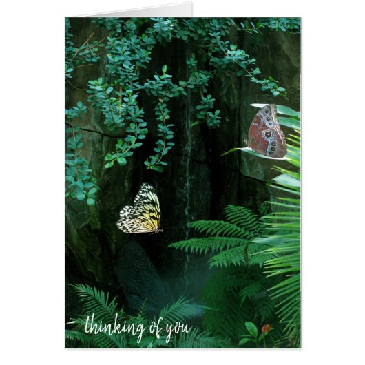 pair of butterflies in tropical garden (Front)