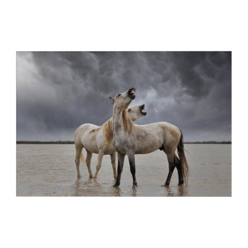 Pair of Camargue Horse Stallions Southern France Acrylic Print