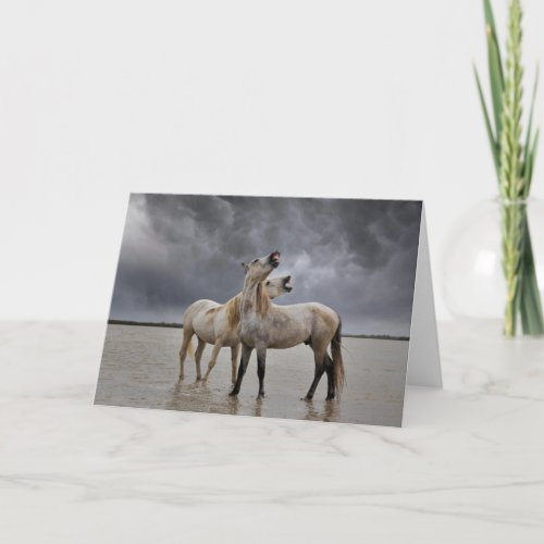 Pair of Camargue Horse Stallions Southern France Card